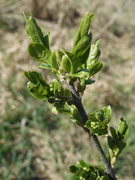 Pflanzenbild gross Gemeines Pfaffenhütchen - Euonymus europaeus