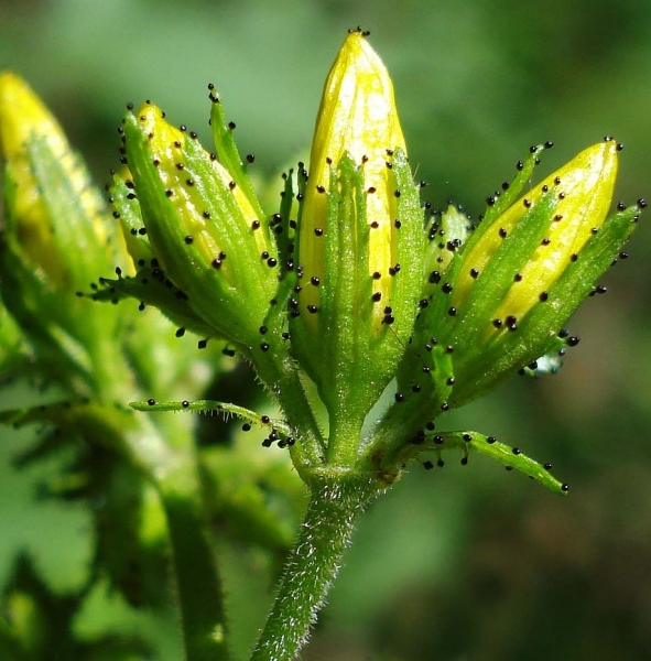 Pflanzenbild gross Behaartes Johanniskraut - Hypericum hirsutum