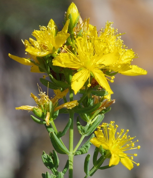 Pflanzenbild gross Echtes Johanniskraut - Hypericum perforatum