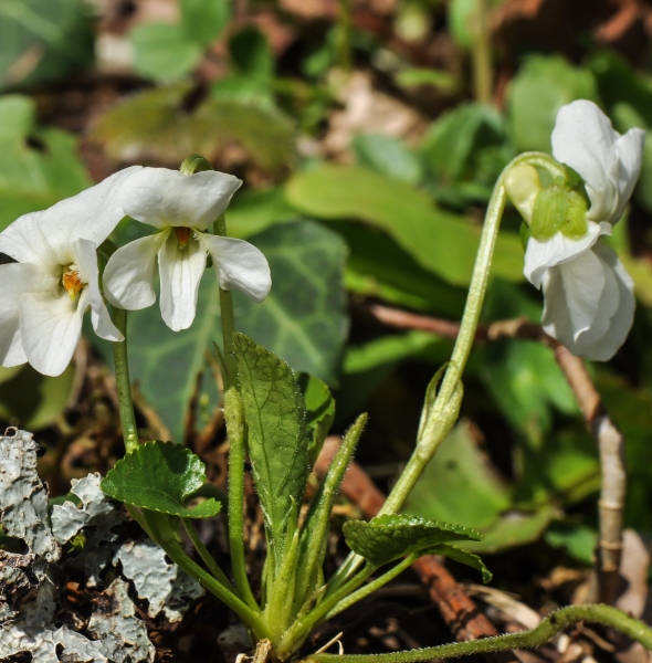 Pflanzenbild gross Weisses Veilchen - Viola alba