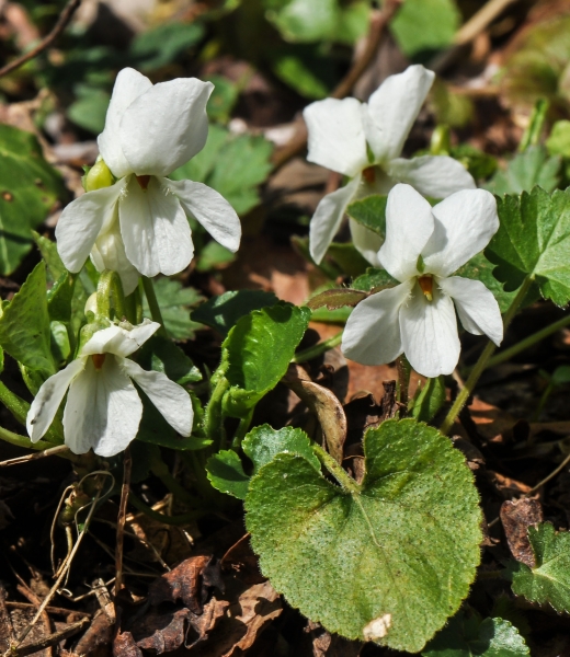 Pflanzenbild gross Weisses Veilchen - Viola alba