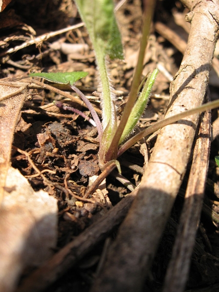 Pflanzenbild gross Weisses Veilchen - Viola alba