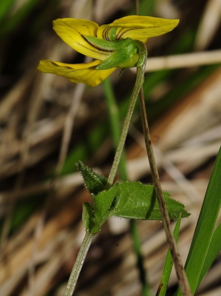 Pflanzenbild gross Gelbes Berg-Veilchen - Viola biflora
