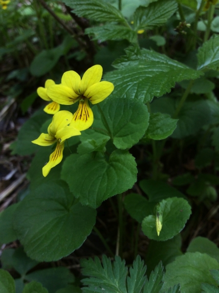 Pflanzenbild gross Gelbes Berg-Veilchen - Viola biflora