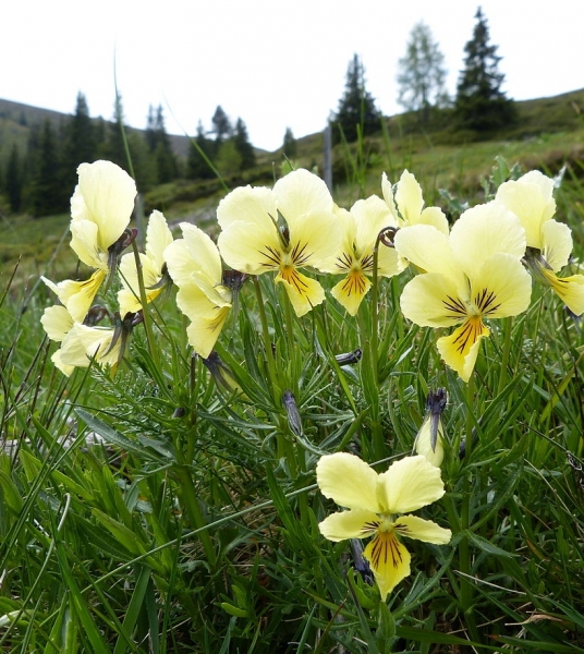 Pflanzenbild gross Gelbes Alpen-Stiefmütterchen - Viola lutea