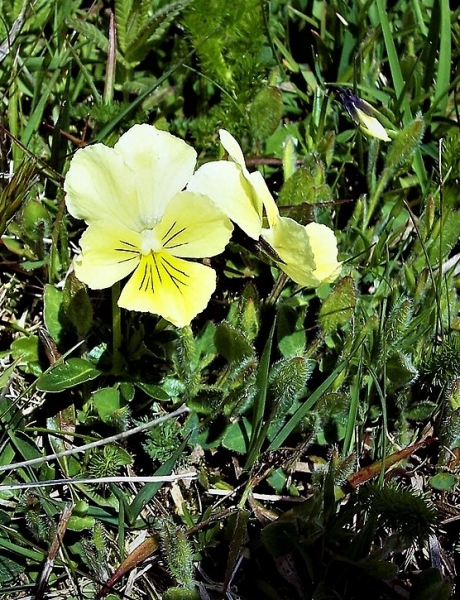 Pflanzenbild gross Gelbes Alpen-Stiefmütterchen - Viola lutea