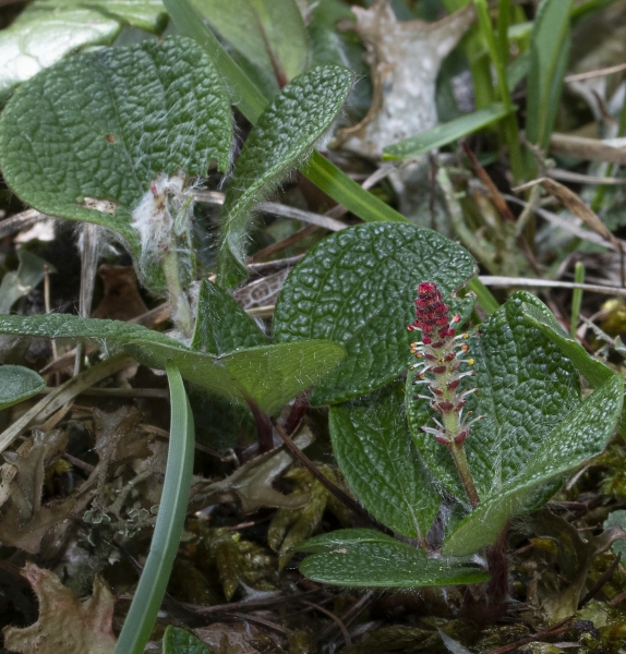 Pflanzenbild gross Netz-Weide - Salix reticulata