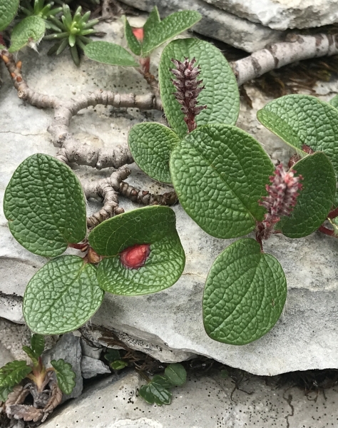 Pflanzenbild gross Netz-Weide - Salix reticulata