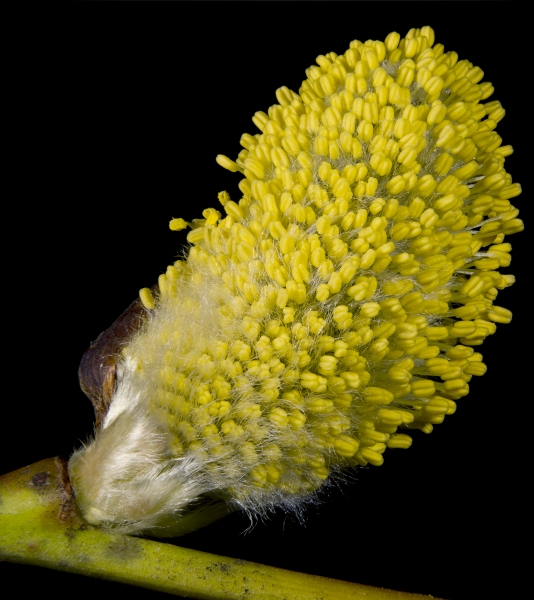Pflanzenbild gross Sal-Weide - Salix caprea