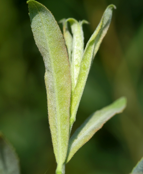 Pflanzenbild gross Lavendel-Weide - Salix elaeagnos