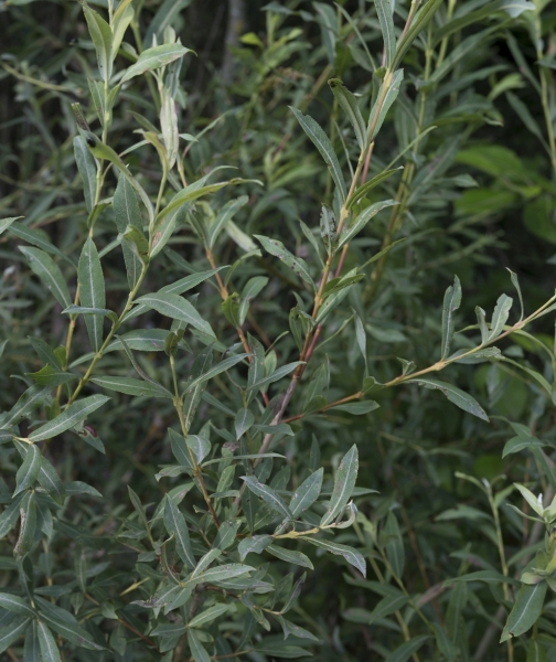Pflanzenbild gross Purpur-Weide - Salix purpurea