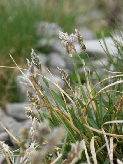 Pflanzenbild gross Kalk-Blaugras - Sesleria caerulea