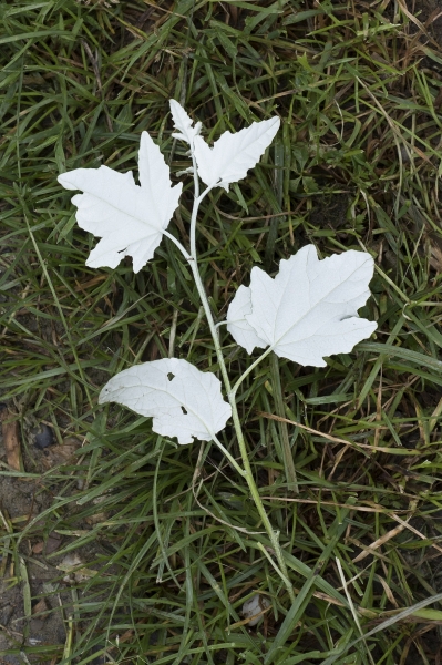 Pflanzenbild gross Silber-Pappel - Populus alba