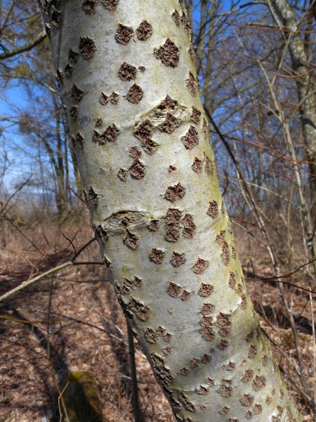 Pflanzenbild gross Silber-Pappel - Populus alba