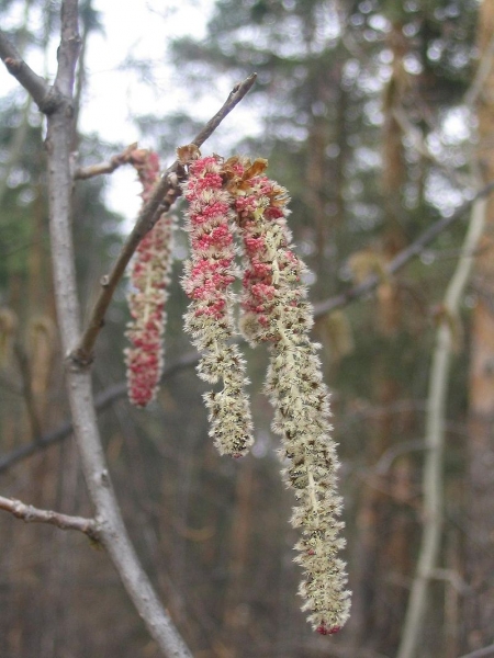 Pflanzenbild gross Zitter-Pappel - Populus tremula