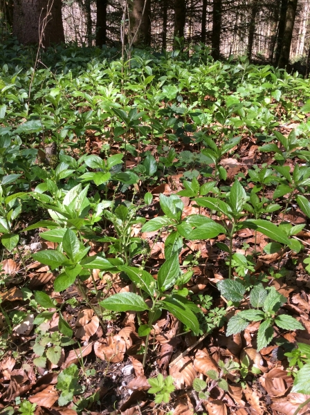 Pflanzenbild gross Wald-Bingelkraut - Mercurialis perennis