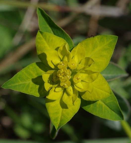 Pflanzenbild gross Warzige Wolfsmilch - Euphorbia verrucosa
