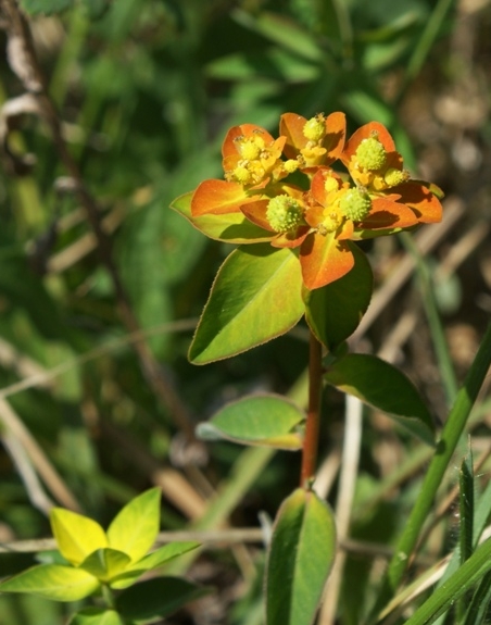 Pflanzenbild gross Warzige Wolfsmilch - Euphorbia verrucosa
