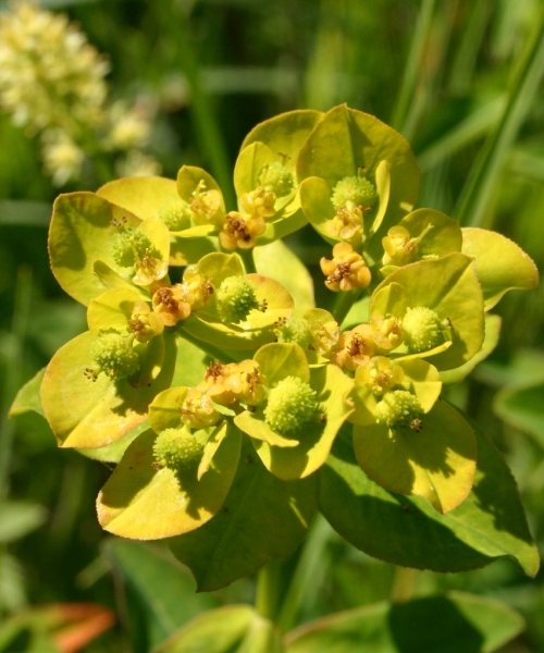 Pflanzenbild gross Warzige Wolfsmilch - Euphorbia verrucosa