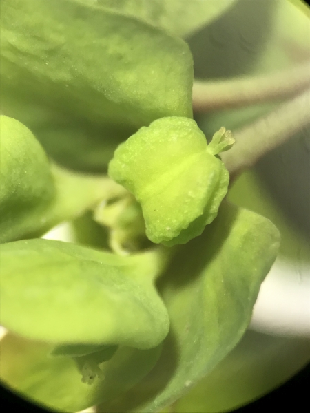 Pflanzenbild gross Garten-Wolfsmilch - Euphorbia peplus