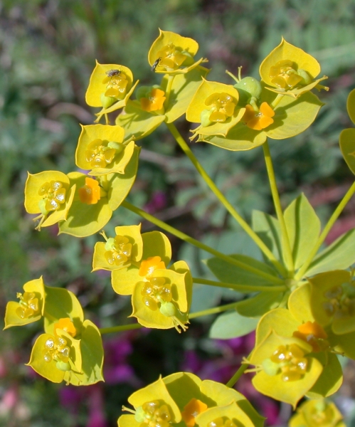 Pflanzenbild gross Steppen-Wolfsmilch - Euphorbia seguieriana subsp. seguieriana