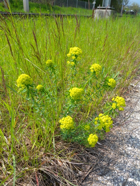 Pflanzenbild gross Zypressenblättrige Wolfsmilch - Euphorbia cyparissias