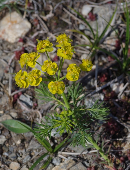 Pflanzenbild gross Zypressenblättrige Wolfsmilch - Euphorbia cyparissias