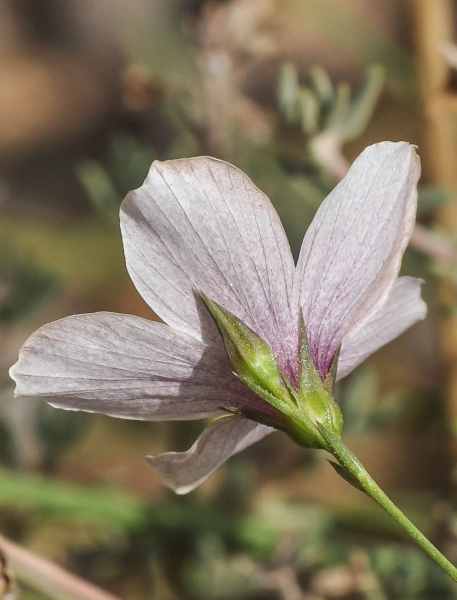 Pflanzenbild gross Feinblättriger Lein - Linum tenuifolium