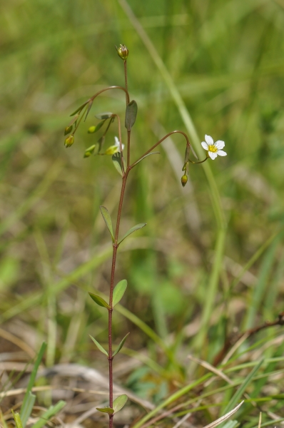 Pflanzenbild gross Purgier-Lein - Linum catharticum