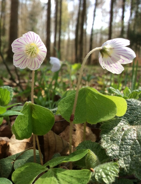 Pflanzenbild gross Wald-Sauerklee - Oxalis acetosella