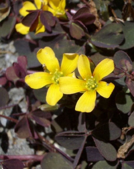 Pflanzenbild gross Gehörnter Sauerklee - Oxalis corniculata