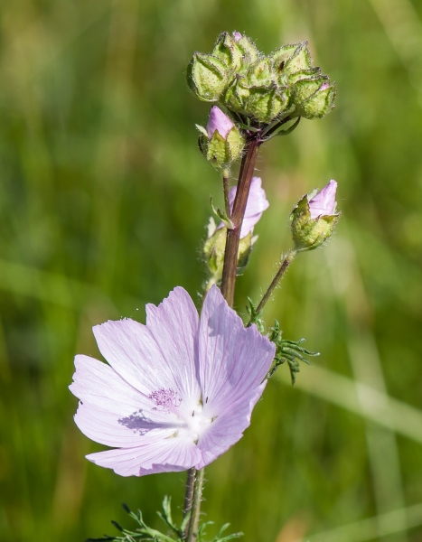 Pflanzenbild gross Bisam-Malve - Malva moschata