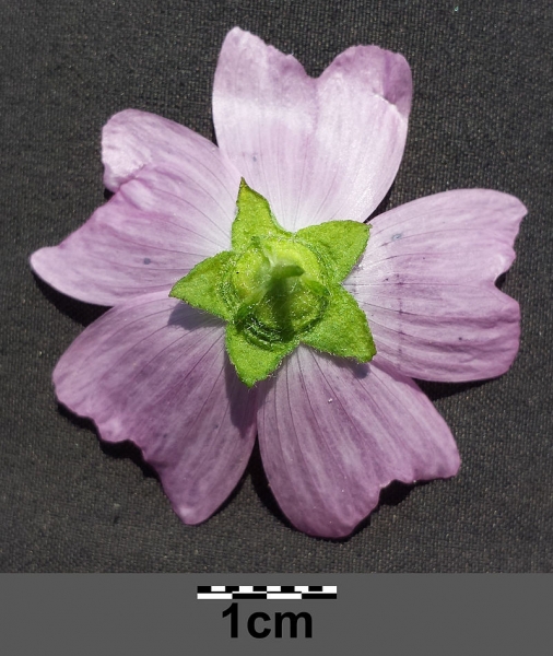 Pflanzenbild gross Bisam-Malve - Malva moschata