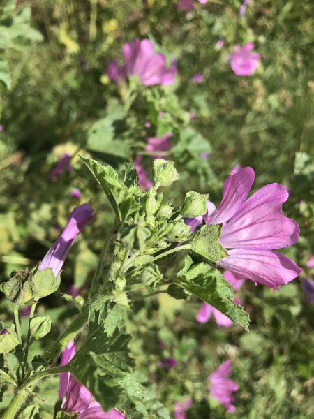Pflanzenbild gross Wilde Malve - Malva sylvestris