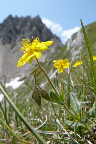 Pflanzenbild gross Gemeines Sonnenröschen - Helianthemum nummularium