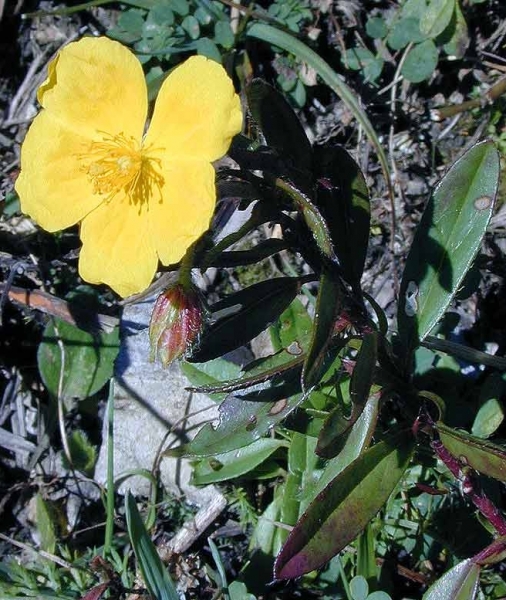 Pflanzenbild gross Gemeines Sonnenröschen - Helianthemum nummularium