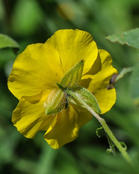Pflanzenbild gross Gemeines Sonnenröschen - Helianthemum nummularium