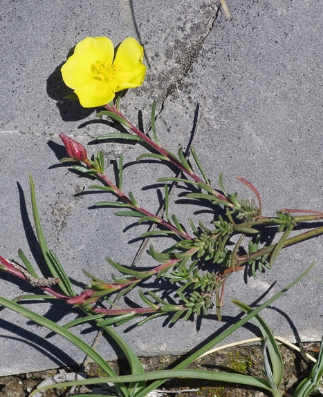 Pflanzenbild gross Niederliegendes Heideröschen - Fumana procumbens