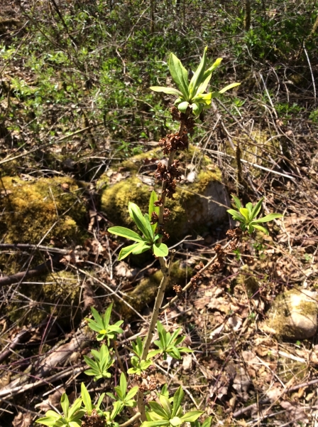 Pflanzenbild gross Echter Seidelbast - Daphne mezereum