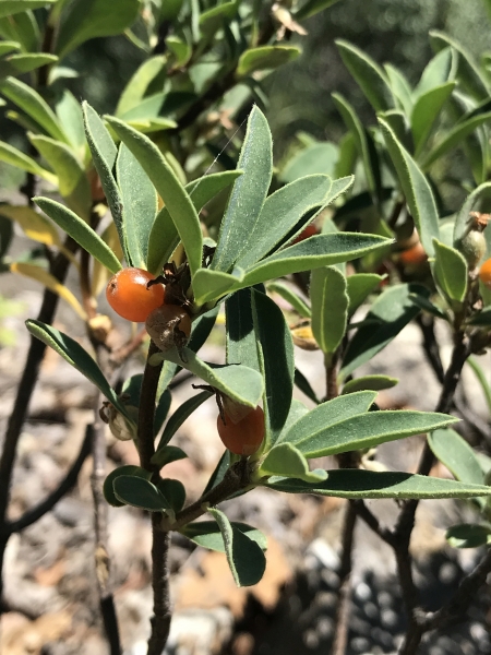 Pflanzenbild gross Alpen-Seidelbast - Daphne alpina