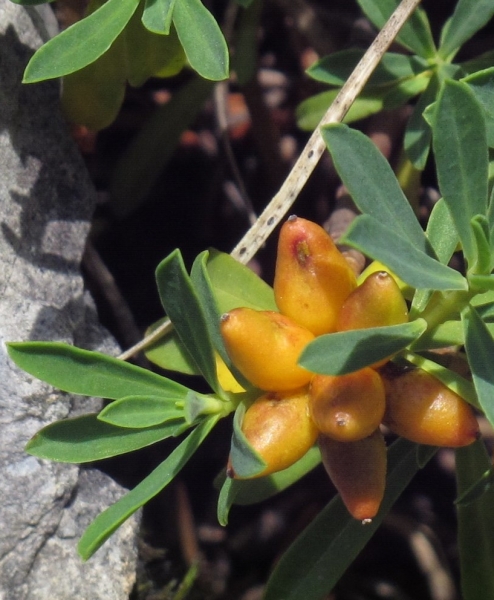 Pflanzenbild gross Gestreifter Seidelbast - Daphne striata