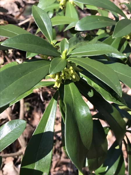 Pflanzenbild gross Lorbeer-Seidelbast - Daphne laureola