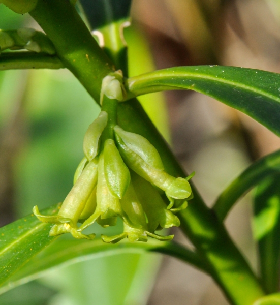 Pflanzenbild gross Lorbeer-Seidelbast - Daphne laureola