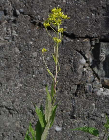 Pflanzenbild gross Steife Rauke - Sisymbrium strictissimum