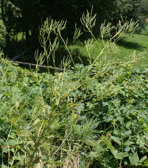 Pflanzenbild gross Steife Rauke - Sisymbrium strictissimum