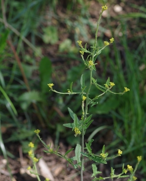 Pflanzenbild gross Weg-Rauke - Sisymbrium officinale