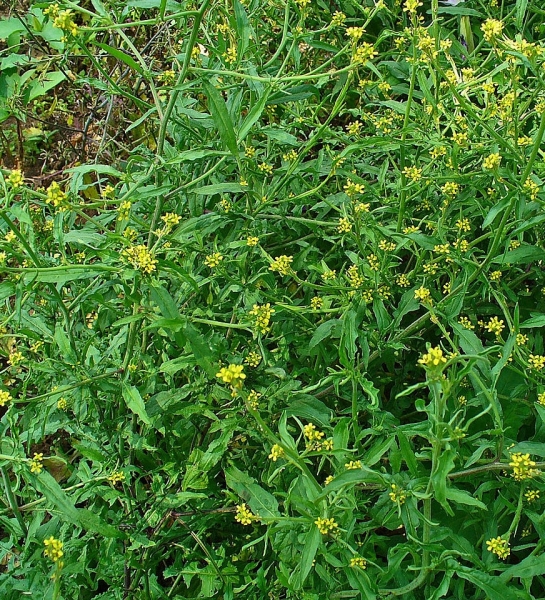 Pflanzenbild gross Weg-Rauke - Sisymbrium officinale
