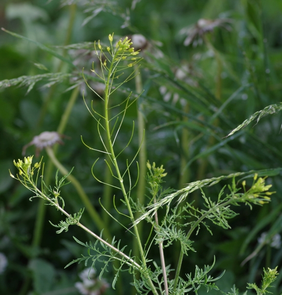 Pflanzenbild gross Sophienkraut - Descurainia sophia