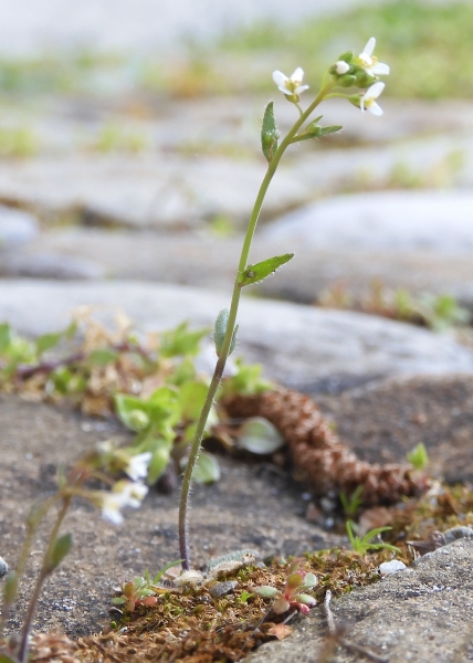 Pflanzenbild gross Schotenkresse - Arabidopsis thaliana