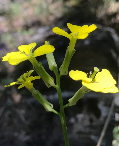 Pflanzenbild gross Schweizer Schöterich - Erysimum rhaeticum aggr.